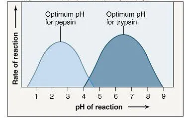 Effect of pH on enzyme rate